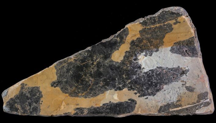 Polished, Paleoproterozoic Stromatolite (Pilbaria) - Australia #65500